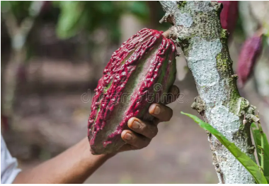 Peruvian Cacao - Federation Chocolate makes chocolate